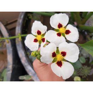 Bách thuỷ tiên đơn đốm