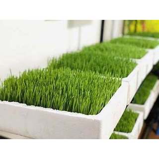 [1kg] Hạt Giống Cỏ Lúa Mì (Mầm Lúa Mạch) Phú Nông