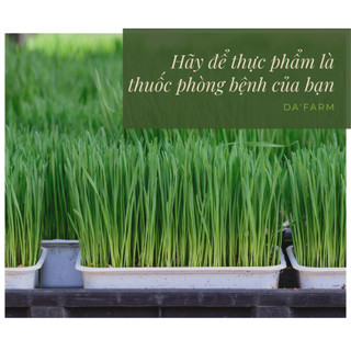 [1kg] Hạt Giống Cỏ Lúa Mì (Mầm Lúa Mạch) Phú Nông