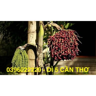 đủng đỉnh phơi khô 3ký cho quý khách