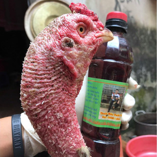 Chai Mốc cho gà mốc lác trắng