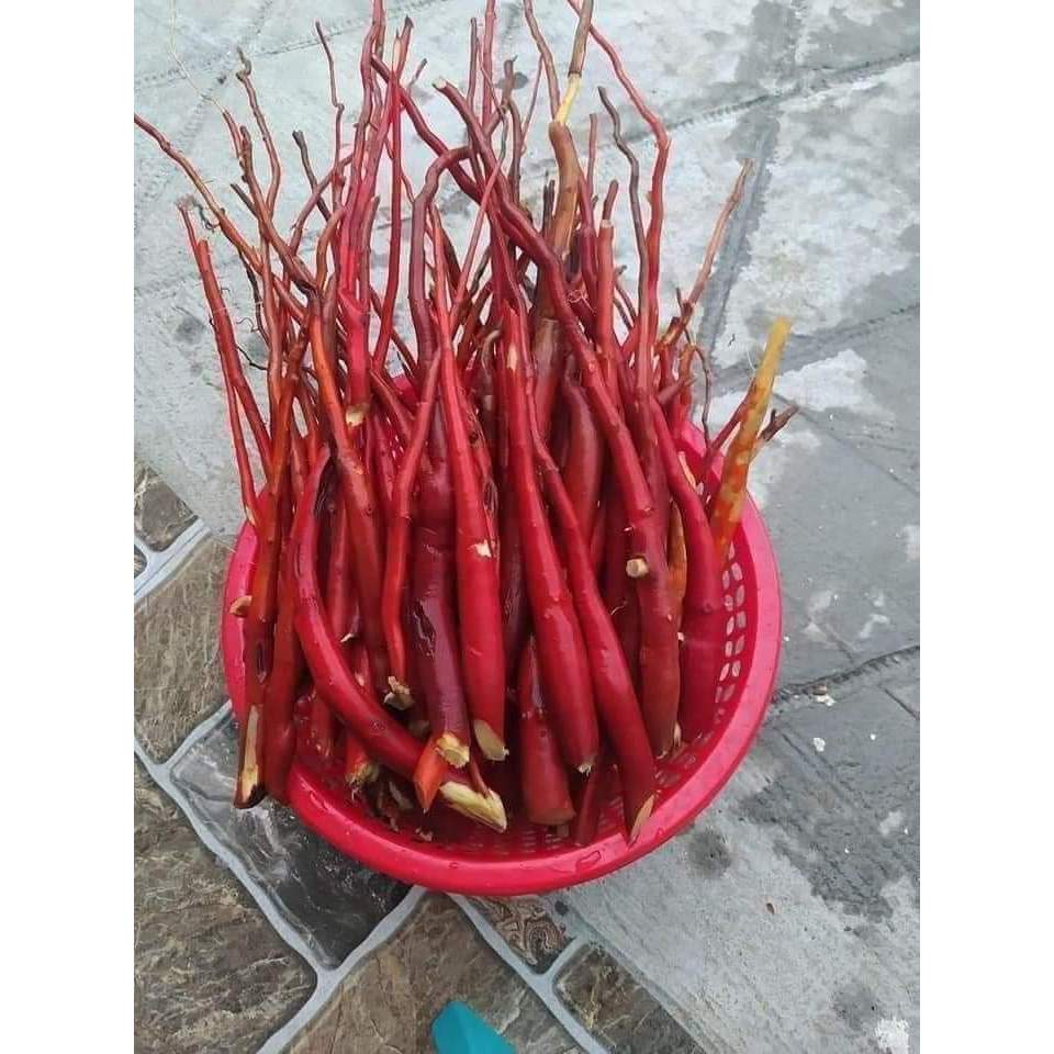 Sâm Cau Đỏ (gieo hạt) giống cao 15-20.c.m