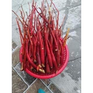 Cây giống Sâm Cau Đỏ
