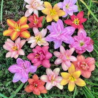 Combo 40 Củ Hoa Huệ Mưa ngoại(Tóc Tiên)Mix  màu (củ ngãi nàng mơn trồng thu hút tài lộc)