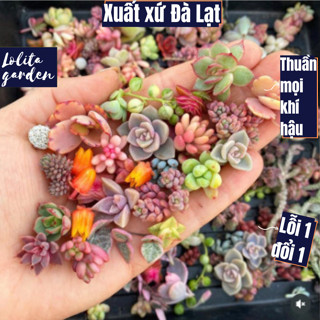 Sen đá 84 cây size chồi Lolita Garden, cây sen đá đà lạt, cây cảnh trang trí nhà cửa, cây sen đá