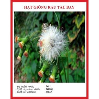 Hạt Giống Rau tàu bay,rau kim thất-gói 20 hạt