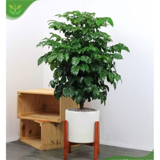 Cây hạnh phúc cao 80cm (ảnh thật).