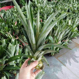 Giống dứa mật md2 k phải gọt mắt ,nhiều mật quả 2-3kg/ quả
