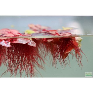 20 nhánh Bèo Rễ Đỏ – Red Root Floater - Bèo táo - oxy hóa, khử nitơ cho bể cá