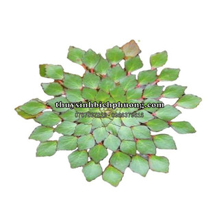 CÂY ẤU THÁI THỦY SINH - THẢ HỒ CÁ NGOÀI TRỜI HỖ TRỢ KHỬ ĐỘC NƯỚC