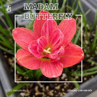 (Củ mẹ size hoa + bb) Huệ mưa kép Madam Butterfly - Siêu thơm - Nở quanh năm, dễ chăm sóc