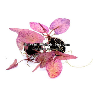 SEN TIGER MINI - CÂY THỦY SINH MÀU ĐỎ DỄ TRỒNG, KHÔNG CẦN CO2 TRANG TRÍ HỒ CÁ THỦY SINH