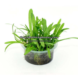 CÂY CỎ THÌA THỦY SINH - CÂY TIỀN CẢNH ĐẸP SIÊU DỄ TRỒNG