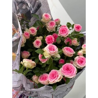 Gốc hoa hồng Mini Eden Rose