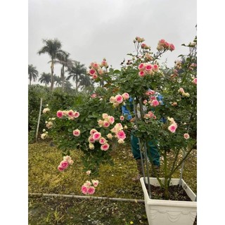 Gốc hoa hồng Mini Eden Rose