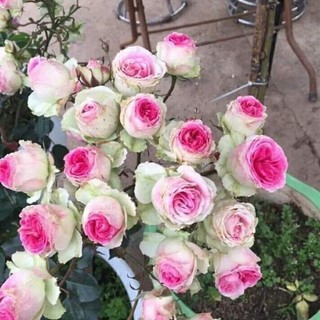 Gốc hoa hồng Mini Eden Rose