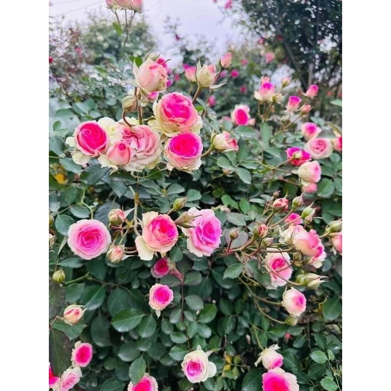 Gốc hoa hồng Mini Eden Rose