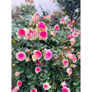 Gốc hoa hồng Mini Eden Rose