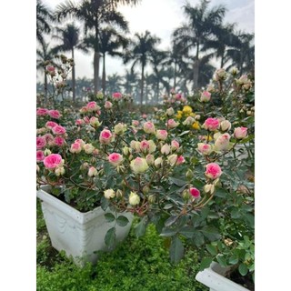 Gốc hoa hồng Mini Eden Rose