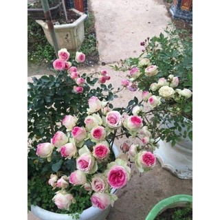Gốc hoa hồng Mini Eden Rose