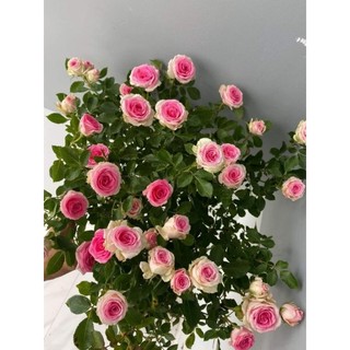 Gốc hoa hồng Mini Eden Rose