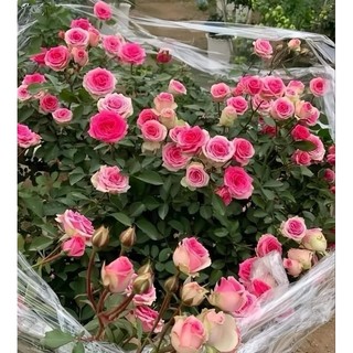 Gốc hoa hồng Mini Eden Rose
