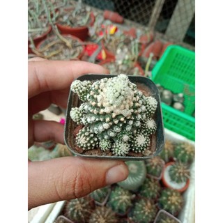 50k 1 cây Xương rồng Copiaboa hybogea hoa vàng