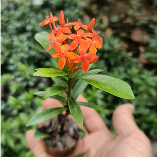 Cây bông trang (Mẫu đơn) cây con lá nhỏ - CAO 15cm-20cm nhiều màu rễ tốt