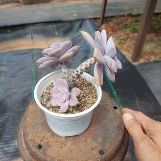 Sen đá cổ thụ đĩa hồng Đà Lạt