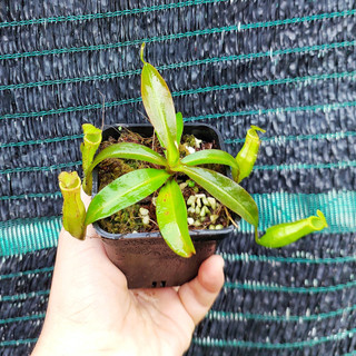 Cây nắp ấm N. mira x bokorensis