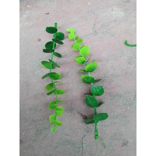 Cỏ điểm ký- vẩy ốc(1 lạng)