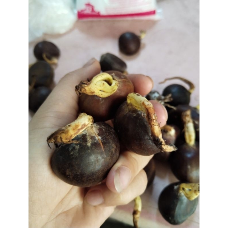 🌰HẠT DẺ GIỐNG - HẠT DẺ TRÙNG KHÁNH