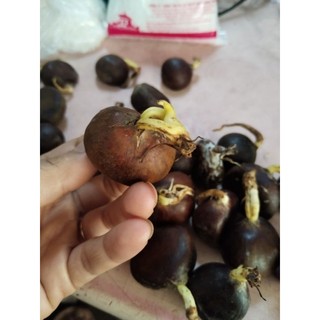 🌰HẠT DẺ GIỐNG - HẠT DẺ TRÙNG KHÁNH