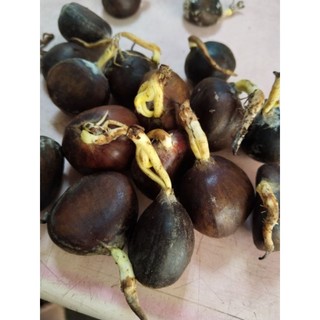 🌰HẠT DẺ GIỐNG - HẠT DẺ TRÙNG KHÁNH
