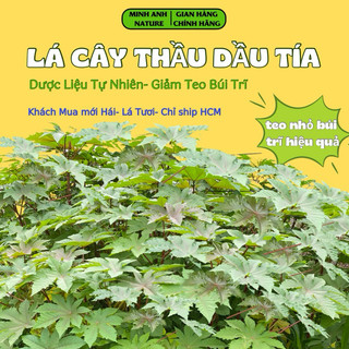 Lá Cây Thầu Dầu Tía, Lá Thầu Dầu Tía,Lá Tươi ,Dược Liệu Giảm Trĩ , Giúp Teo Nhỏ Búi Trĩ, An Toàn Hiệu Quả, Chỉ Giao HCM