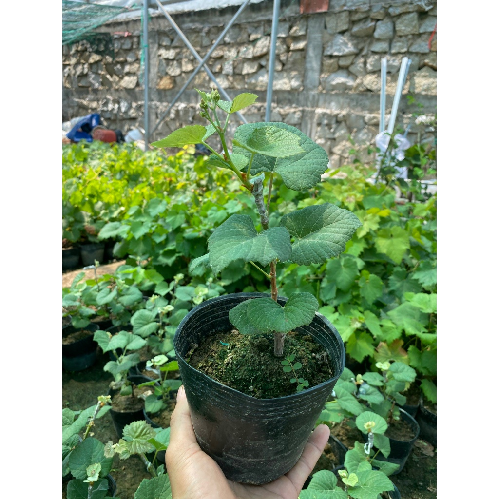 Cây Giống Nho Ngón Tay (Nho Ngón Tay Đỏ - Nho Ngón Tay Đen - Nho Ngón Tay Xanh)