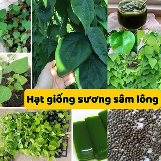 Hạt giống sương sâm lông -mua 5 gói được tặng 1 gói cùng loại cây lâu năm, lá xanh,cây thân thảo