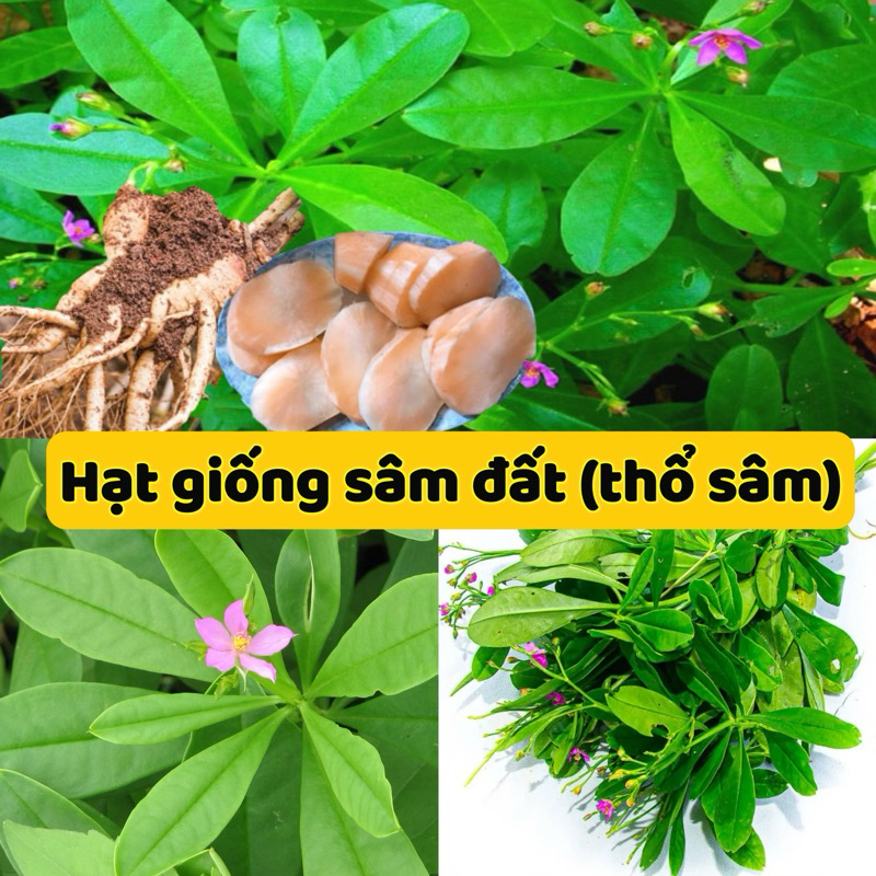 Hạt Giống Sâm Đất ( Thổ Sâm )( gói 15 Hạt) -MUA 4 ĐƯỢC TẶNG 1 GÓI CÙNG LOẠI Sâm Đất Có Vị Ngọt, Tính