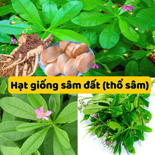 Hạt giống sâm đất -mua 4 được tặng 1 gói cùng loại sâm đất có vị ngọt, tính bình