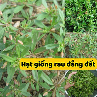 Hạt giống rau đắng đất - dễ trồng, phát triển nhanh và tái sinh mạnh