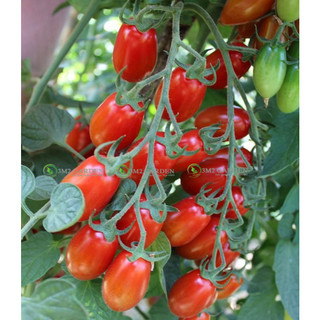Gói 5 hạt Cà chua chuẩn giống Cherry Top cà chua sai quả