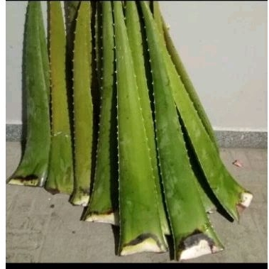 1 kg nha đam Mỹ bẹ tươi