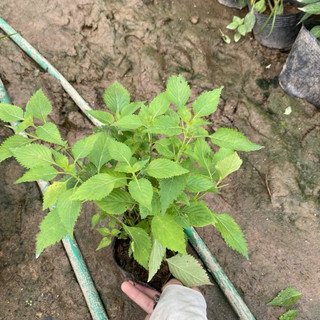 Hạt giống - Cây giống rau kinh giới (bầu 3-5 cây)