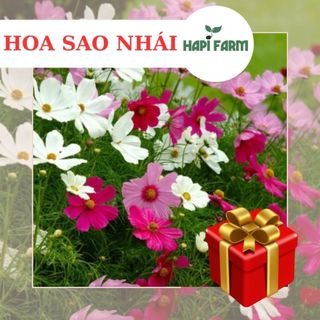 600 Hạt Giống Hoa Sao Nhái mix nhiều màu, dễ trồng, trồng quanh năm