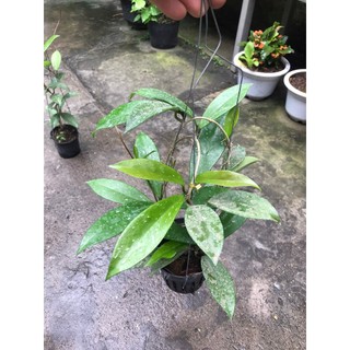 giò hoa lan cẩm cù đỏ 50k / 1 chậu