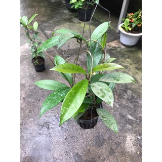 giò hoa lan cẩm cù đỏ 50k / 1 chậu