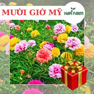 3500 hạt giống hoa mười giờ mỹ cánh kép, mix nhiều màu