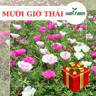 3500 Hạt Giống Hoa Mười Giờ Thái cánh đơn, mix nhiều màu
