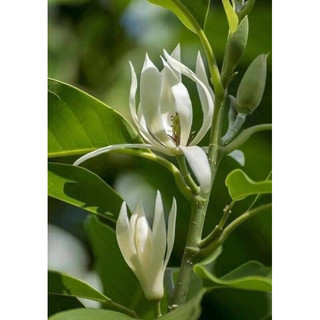 Cây giống Ngọc Lan hoa trắng cao 50-70cm