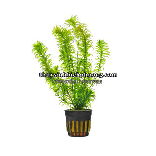 RONG - CÂY NGÔ CÔNG THẢO THUỶ SINH ĐẸP, DỄ TRỒNG KHÔNG CO2